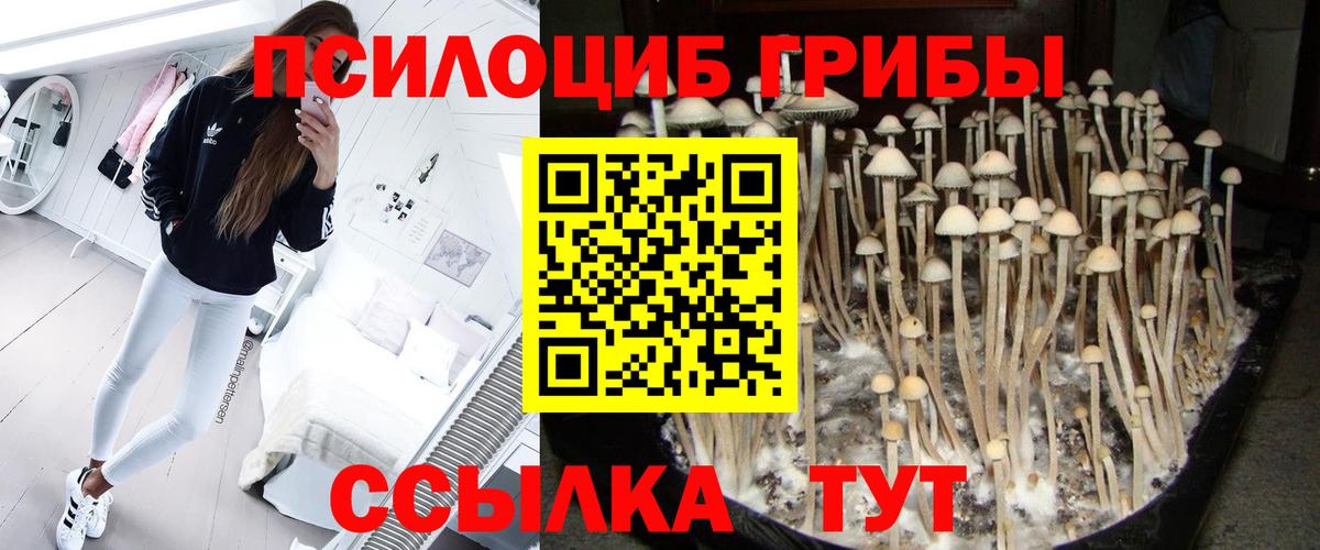 Псилоцибиновые грибы Psilocybine cubensis Новоуральск